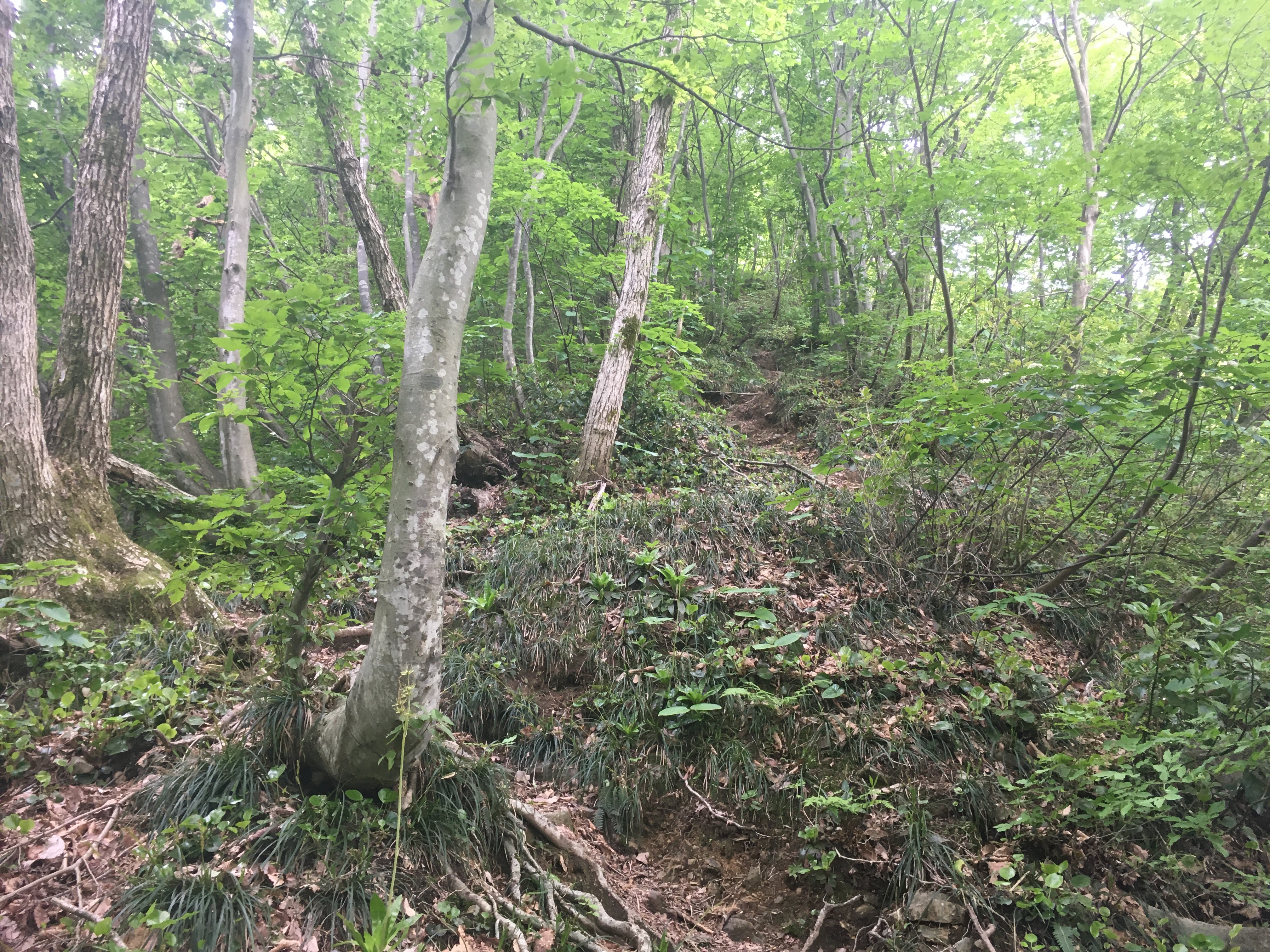 白山