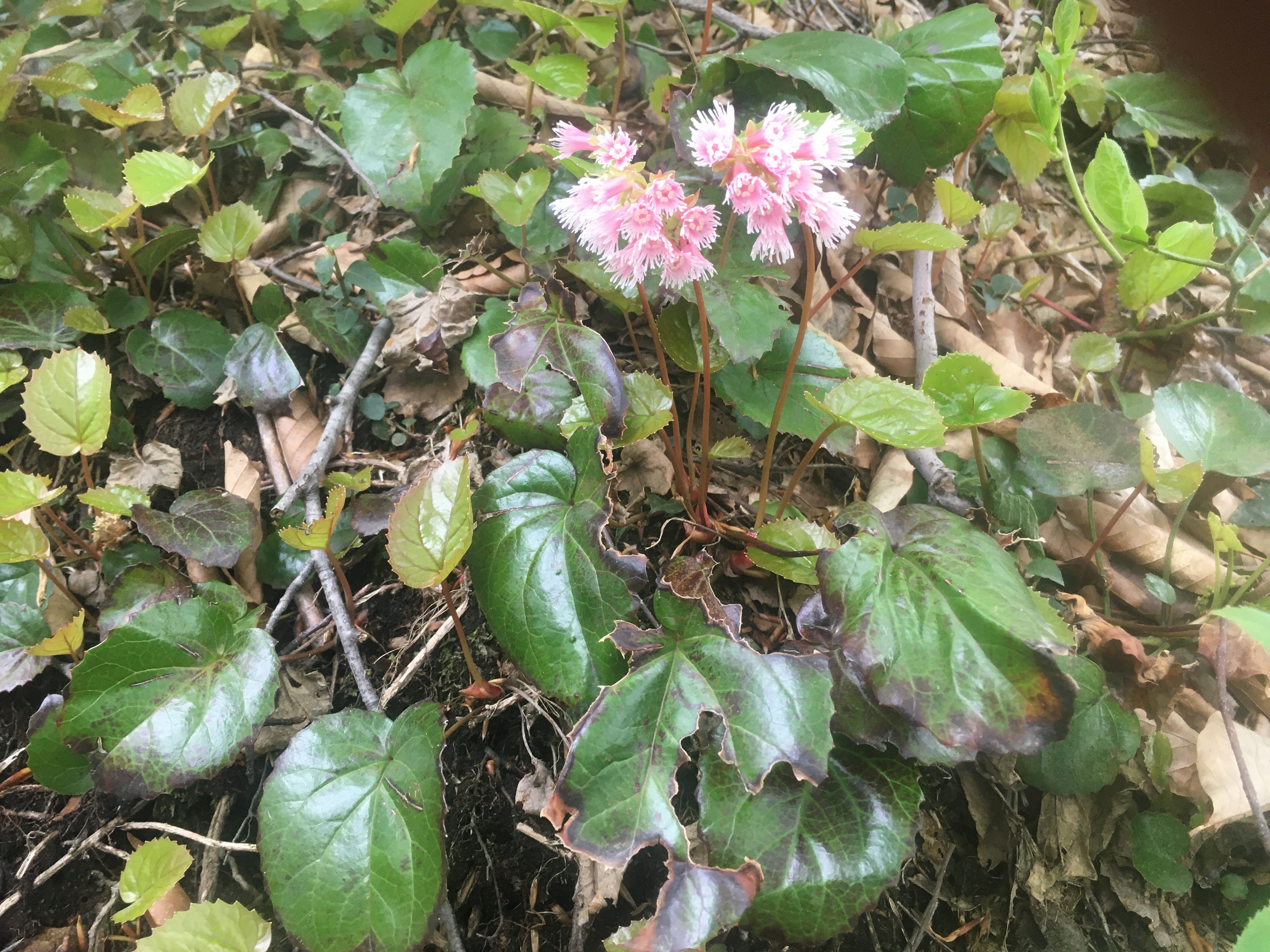白山