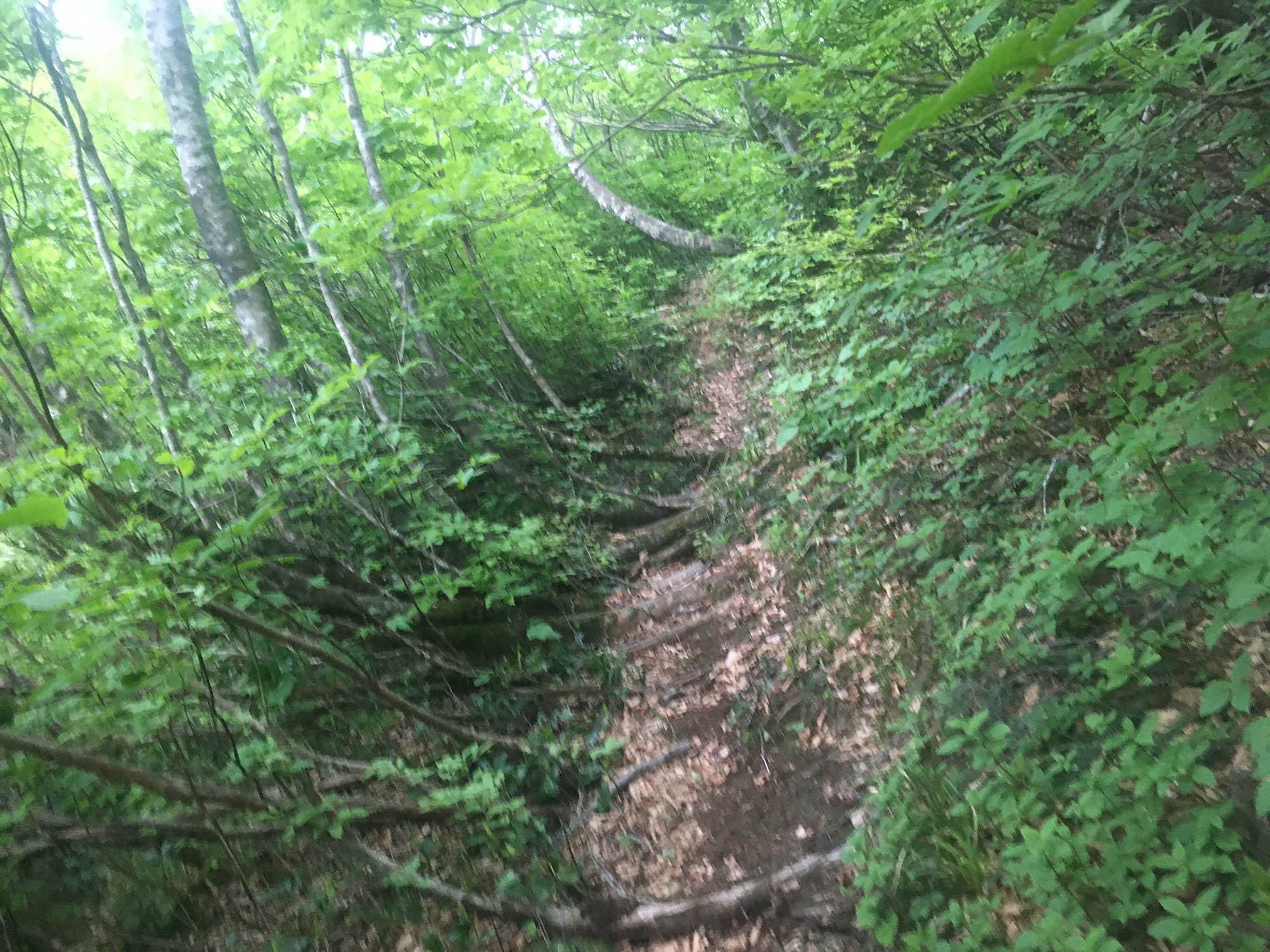 日本平山