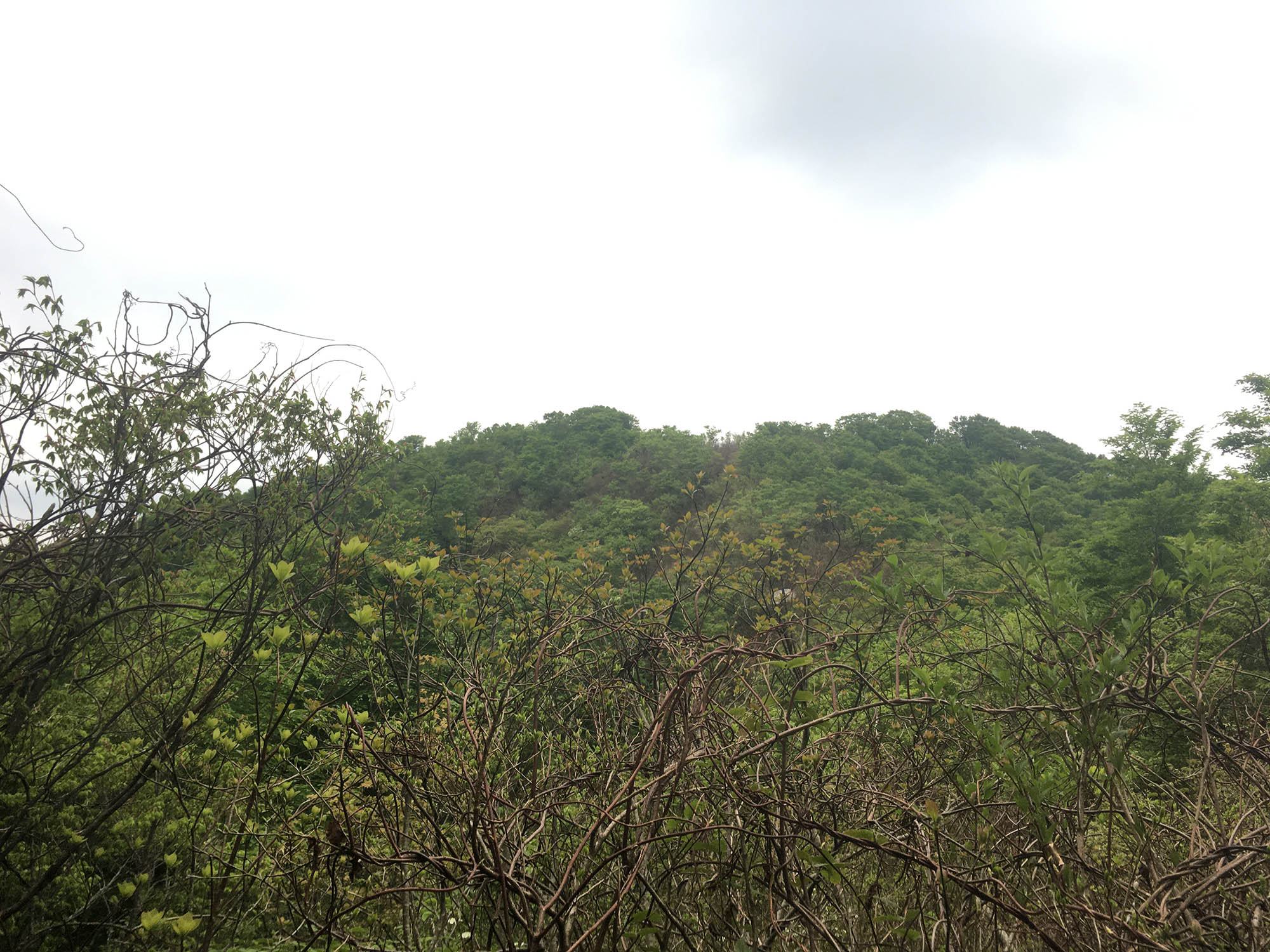 日本平山