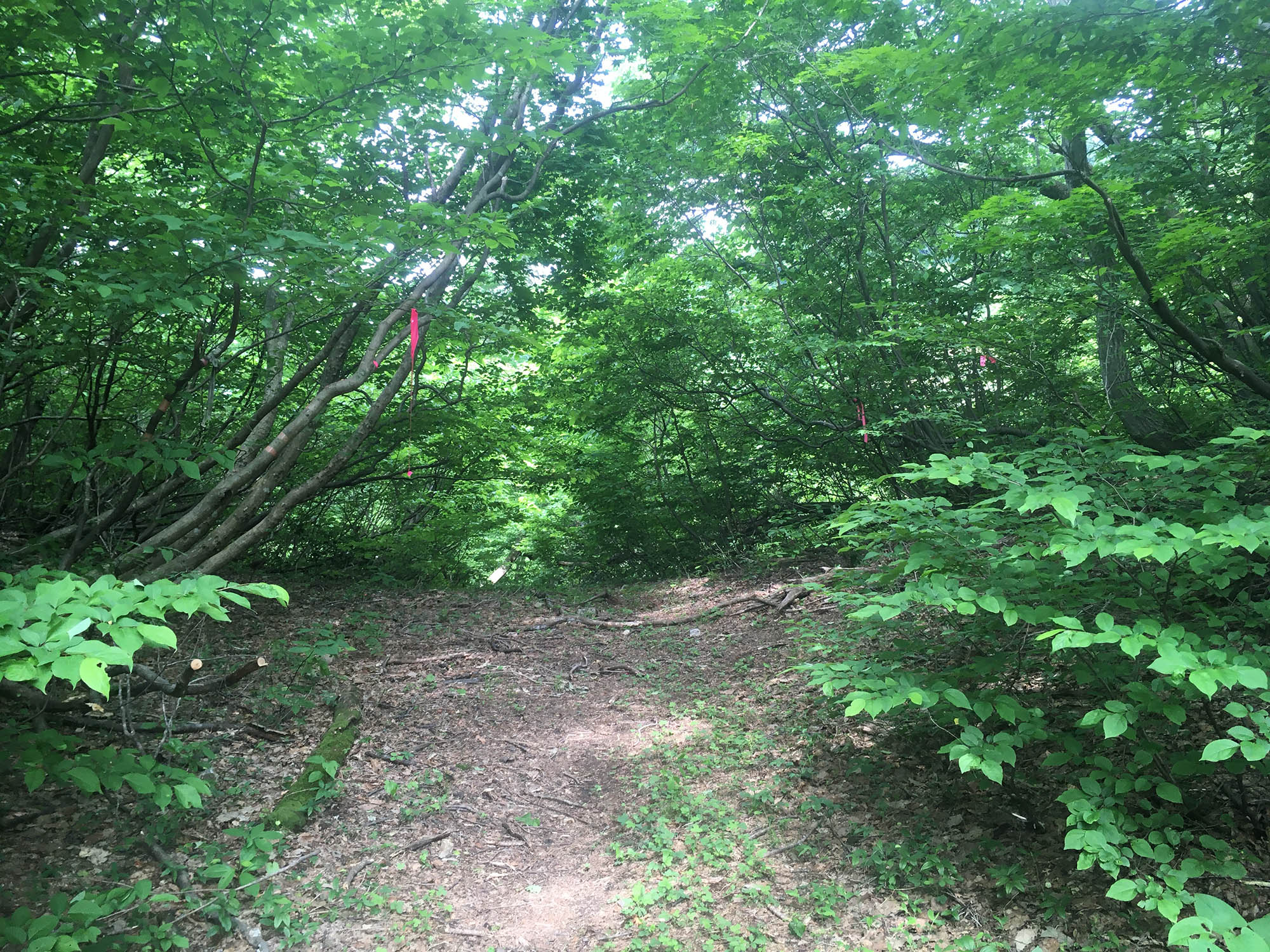 銀太郎山