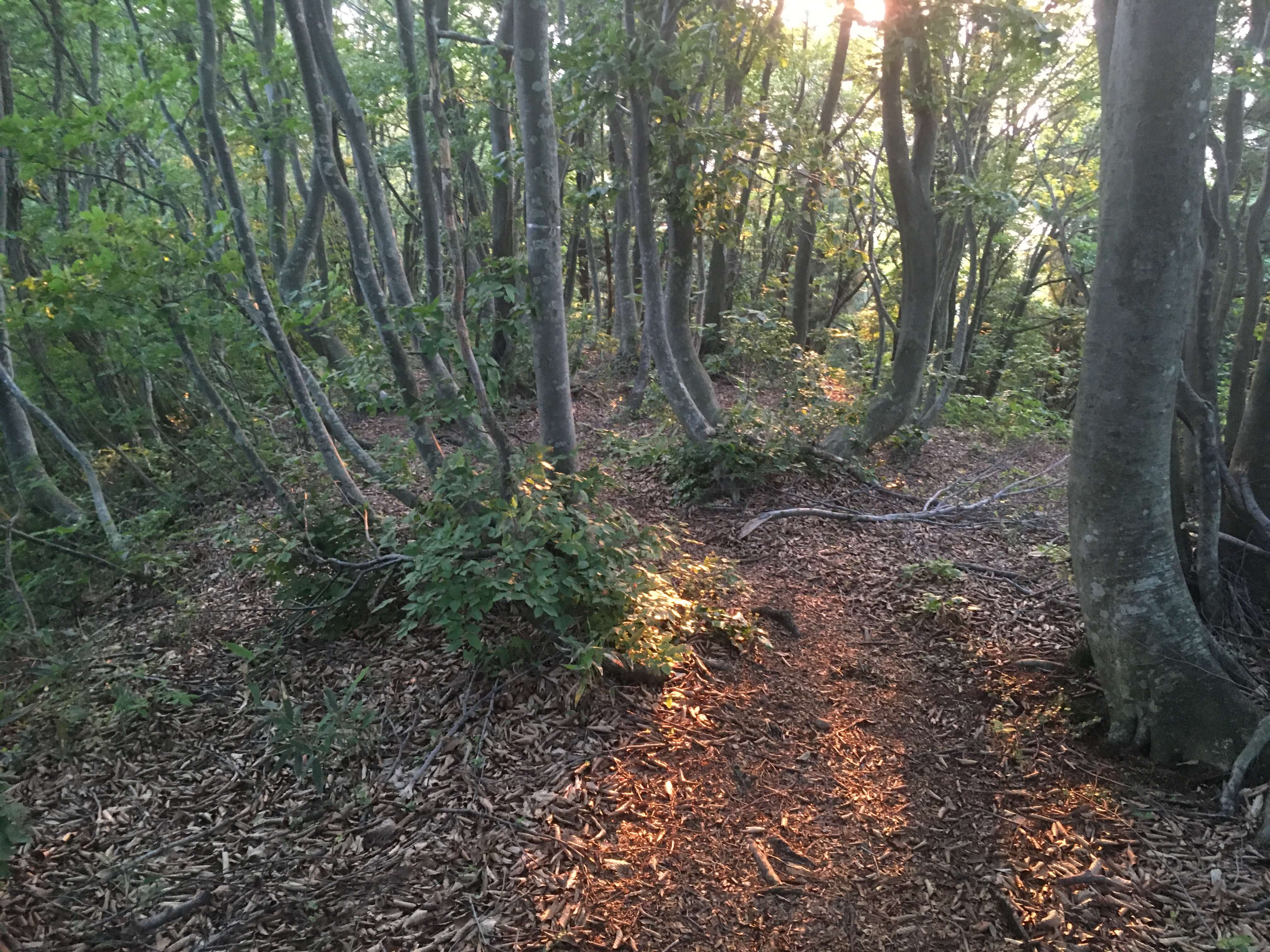不動堂山
