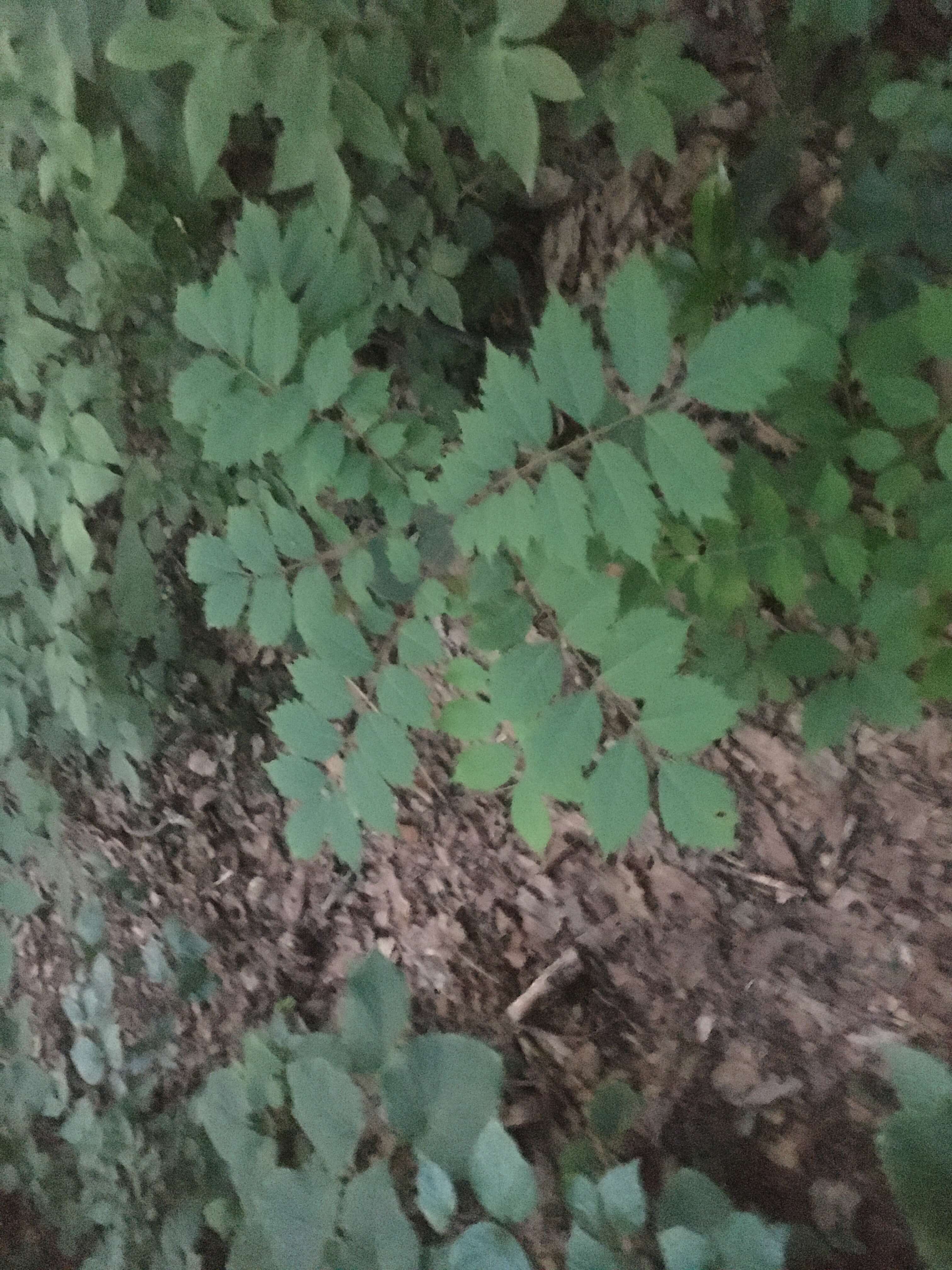 不動堂山