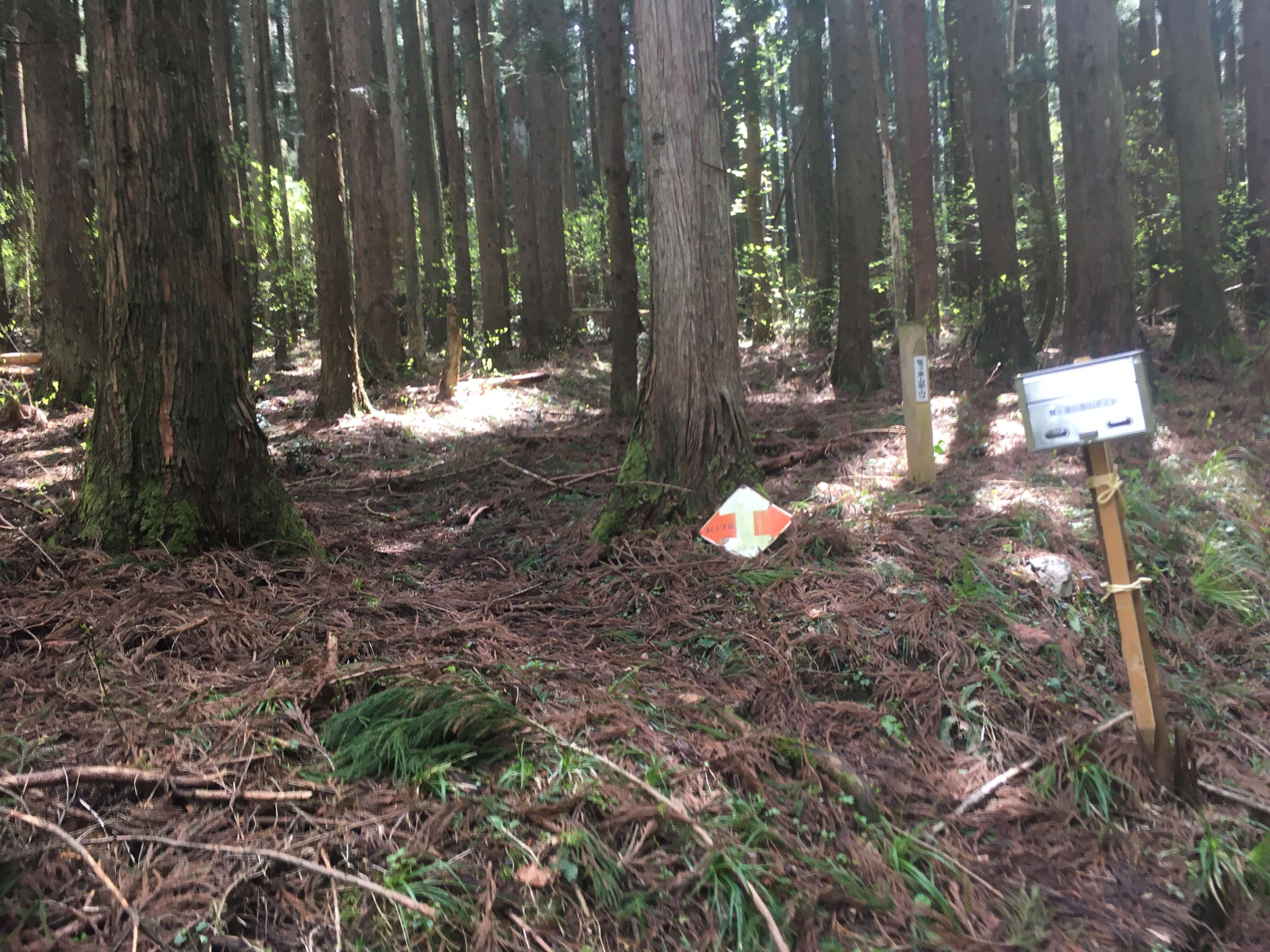 鷲ヶ巣山