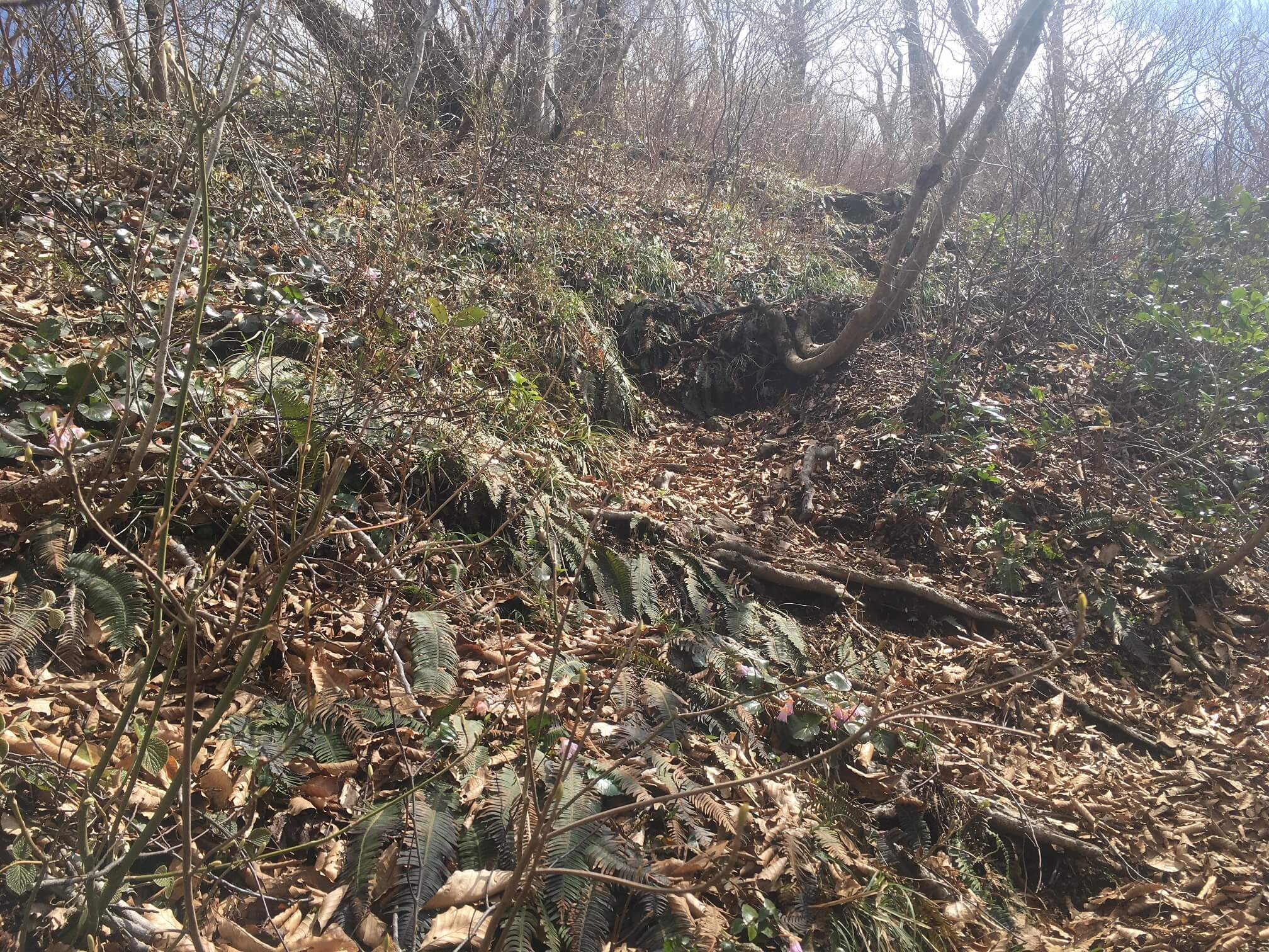 鷲ヶ巣山