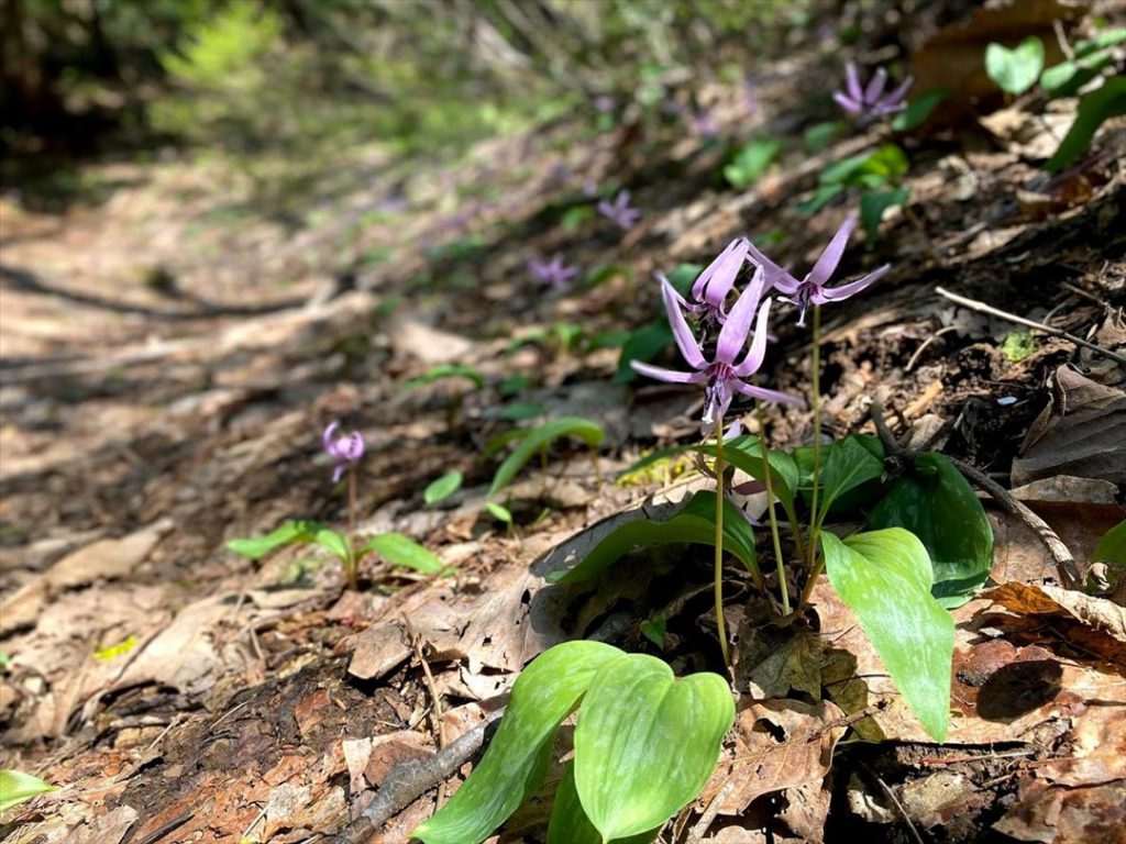米山