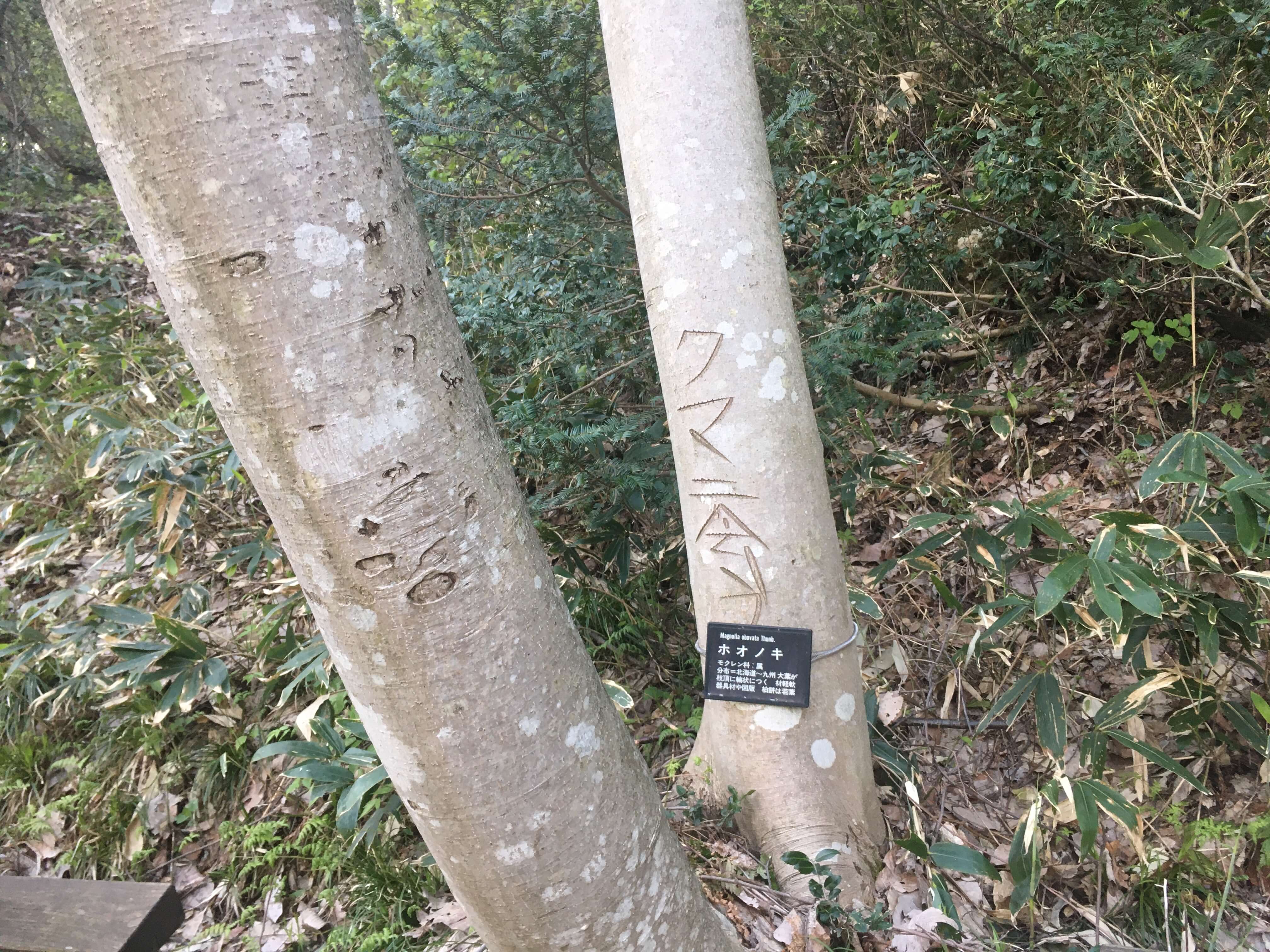 鳥坂山
