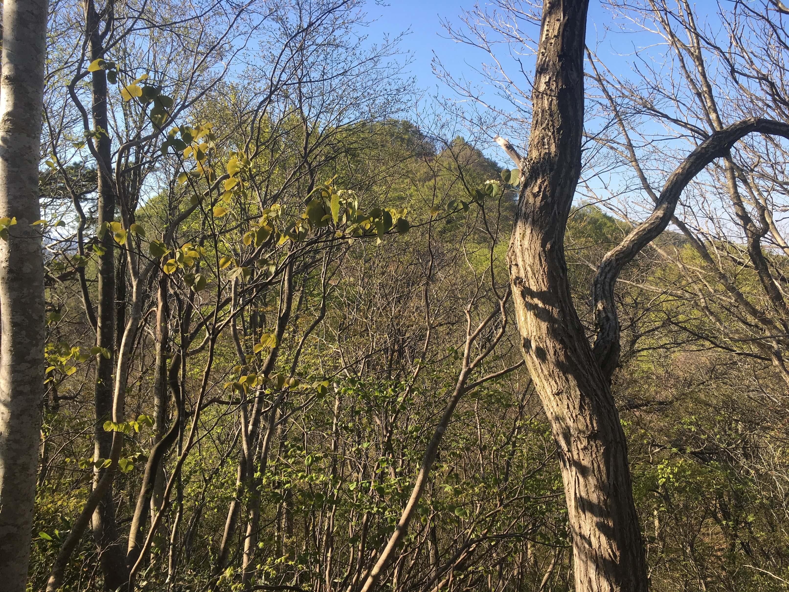 櫛形山