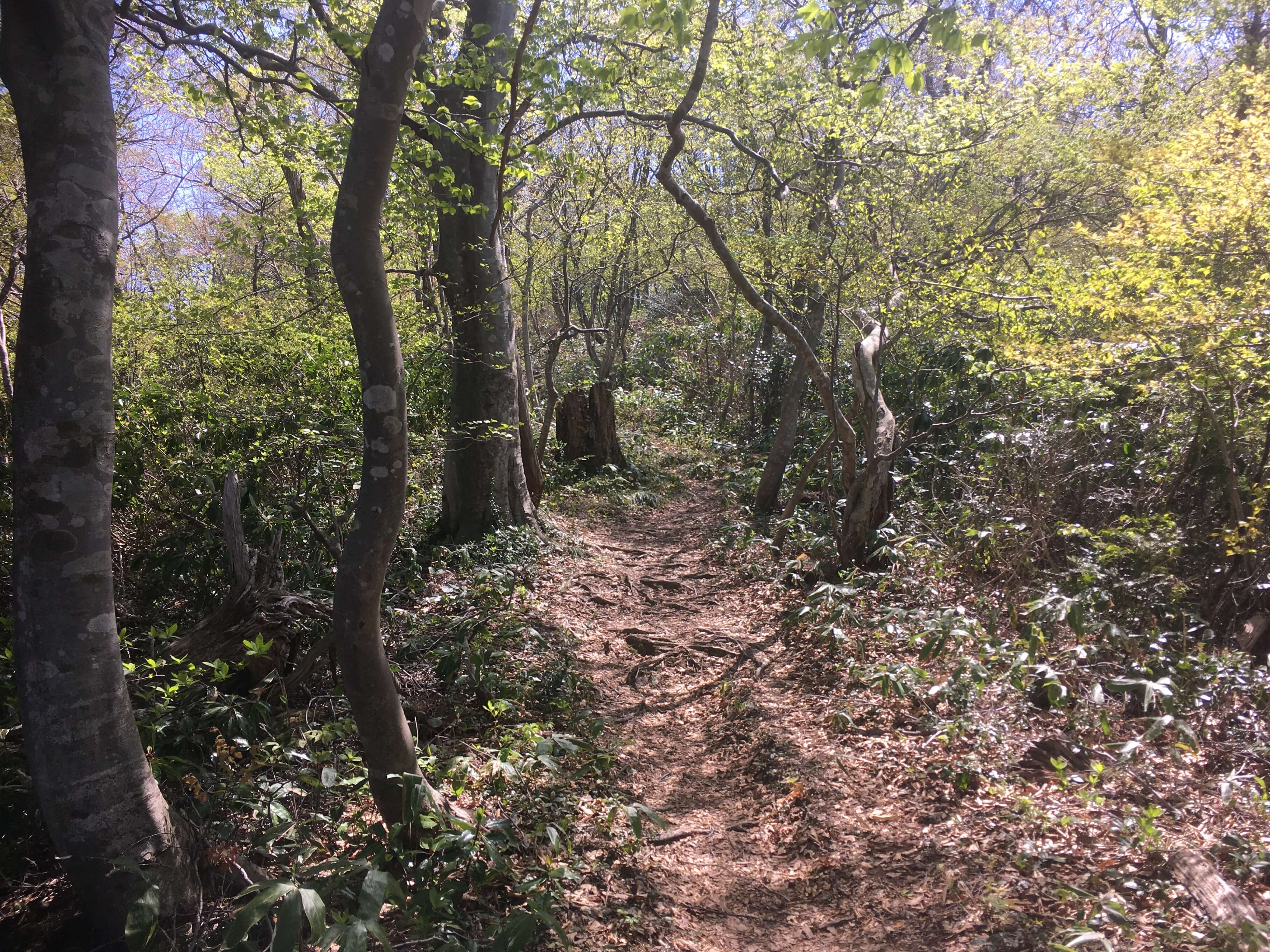 高坪山