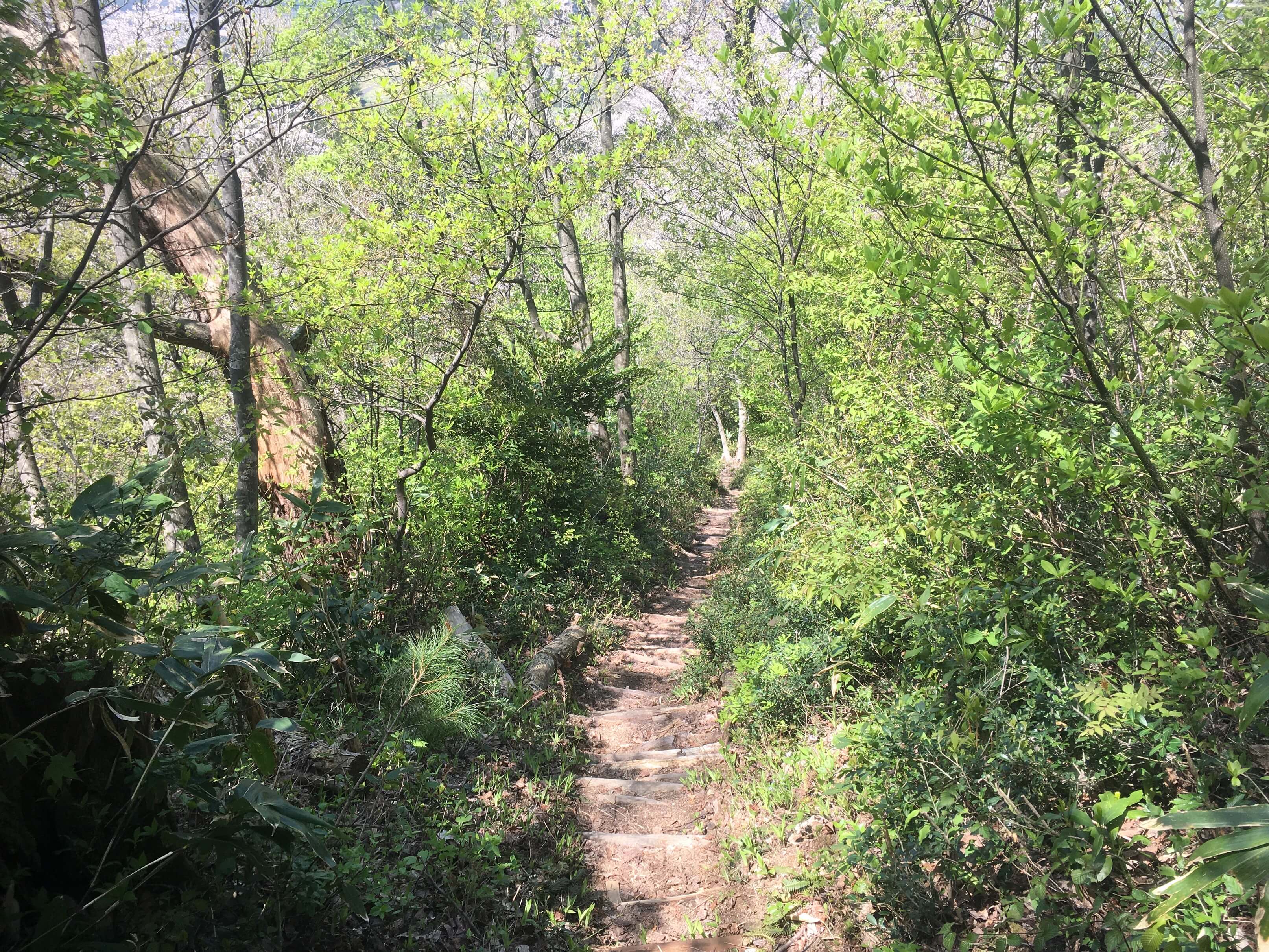 高坪山