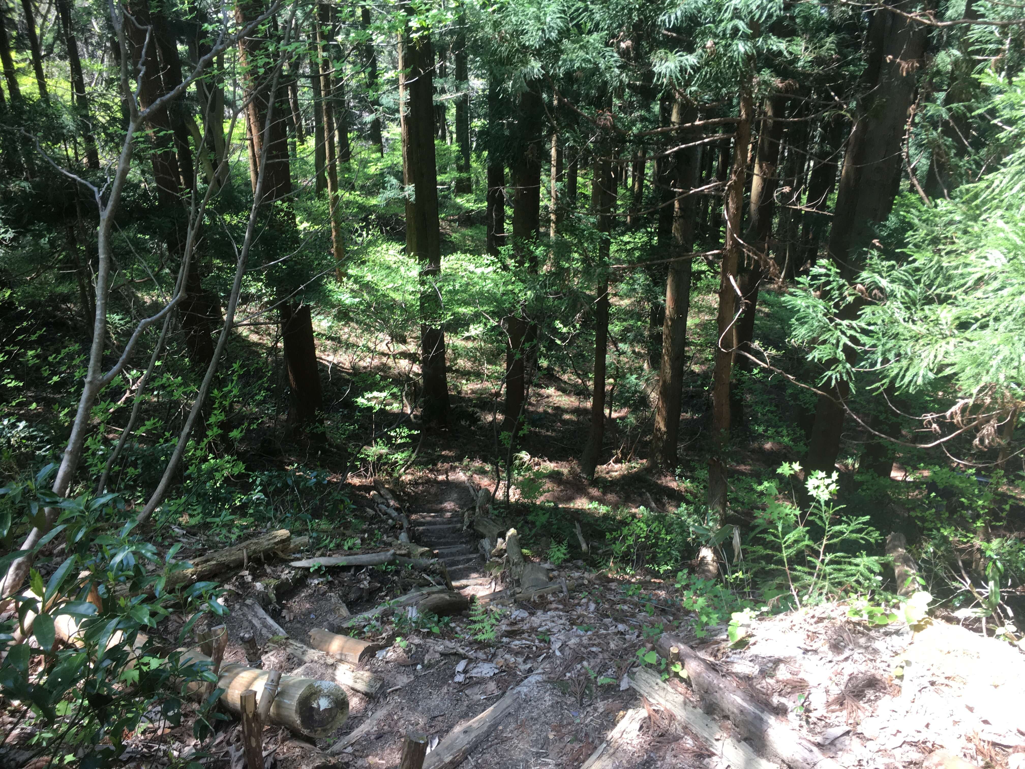 高坪山