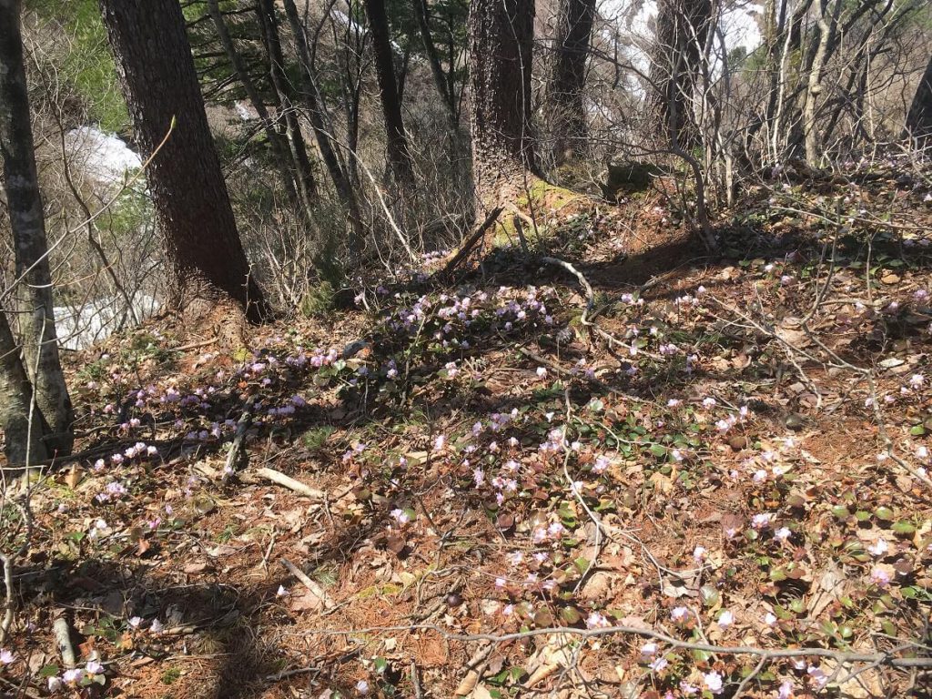 毛猛山